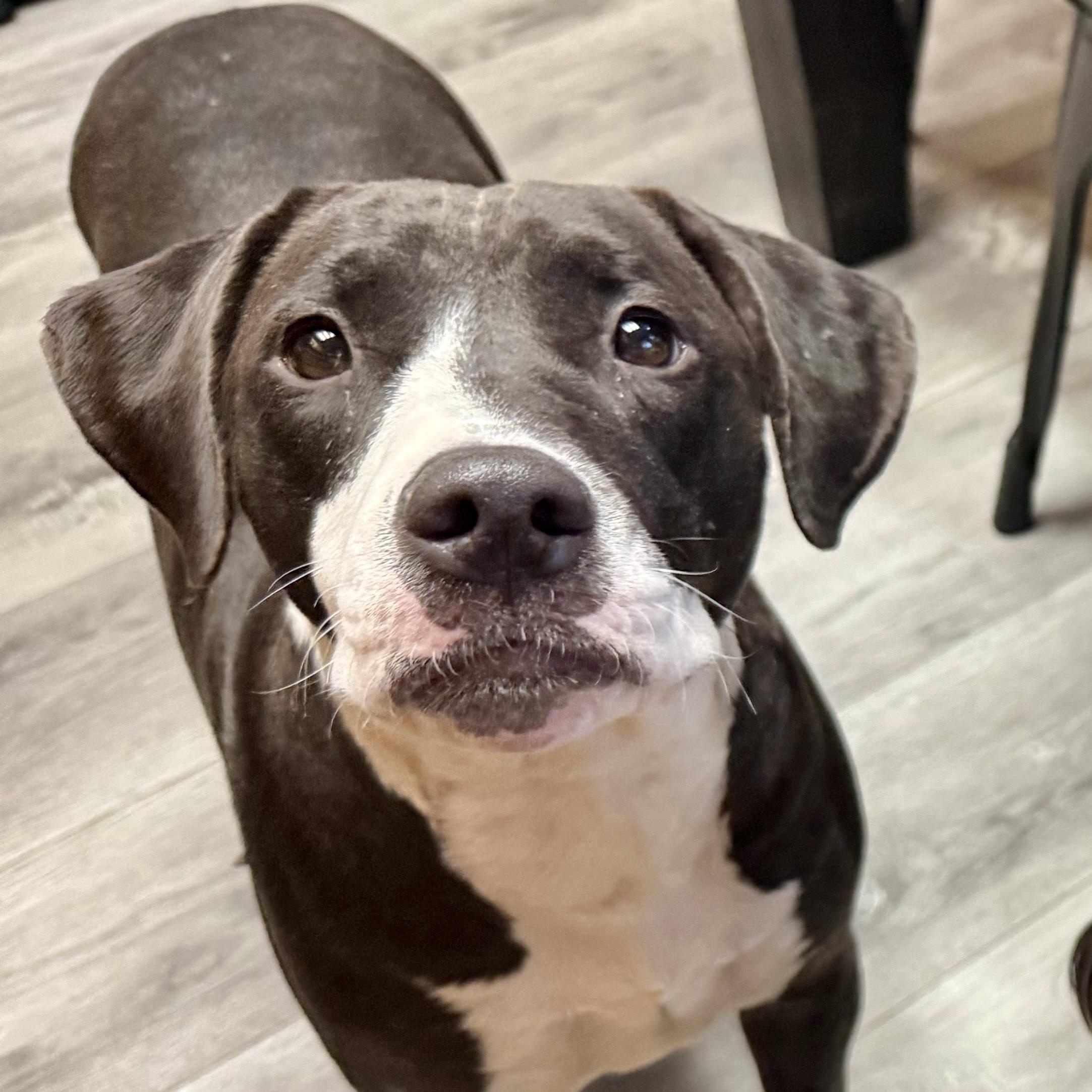 Enlarge Honey, an adopted mixed breed in Torrance, CA image 2/5