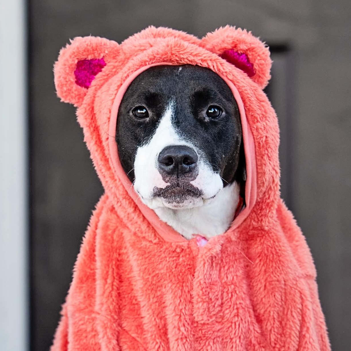 Enlarge Honey, an adopted mixed breed in Torrance, CA image 4/5