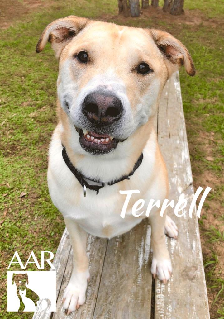 Terrell, Adoptable, Adult Male Carolina Dog & Labrador Retriever.