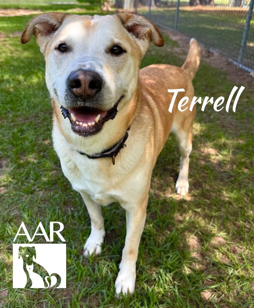 Enlarge Terrell, a Adoptable mixed breed in Magnolia, TX image 3/6