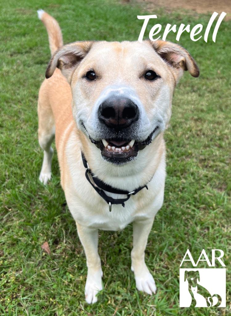 Enlarge Terrell, a Adoptable mixed breed in Magnolia, TX image 4/6