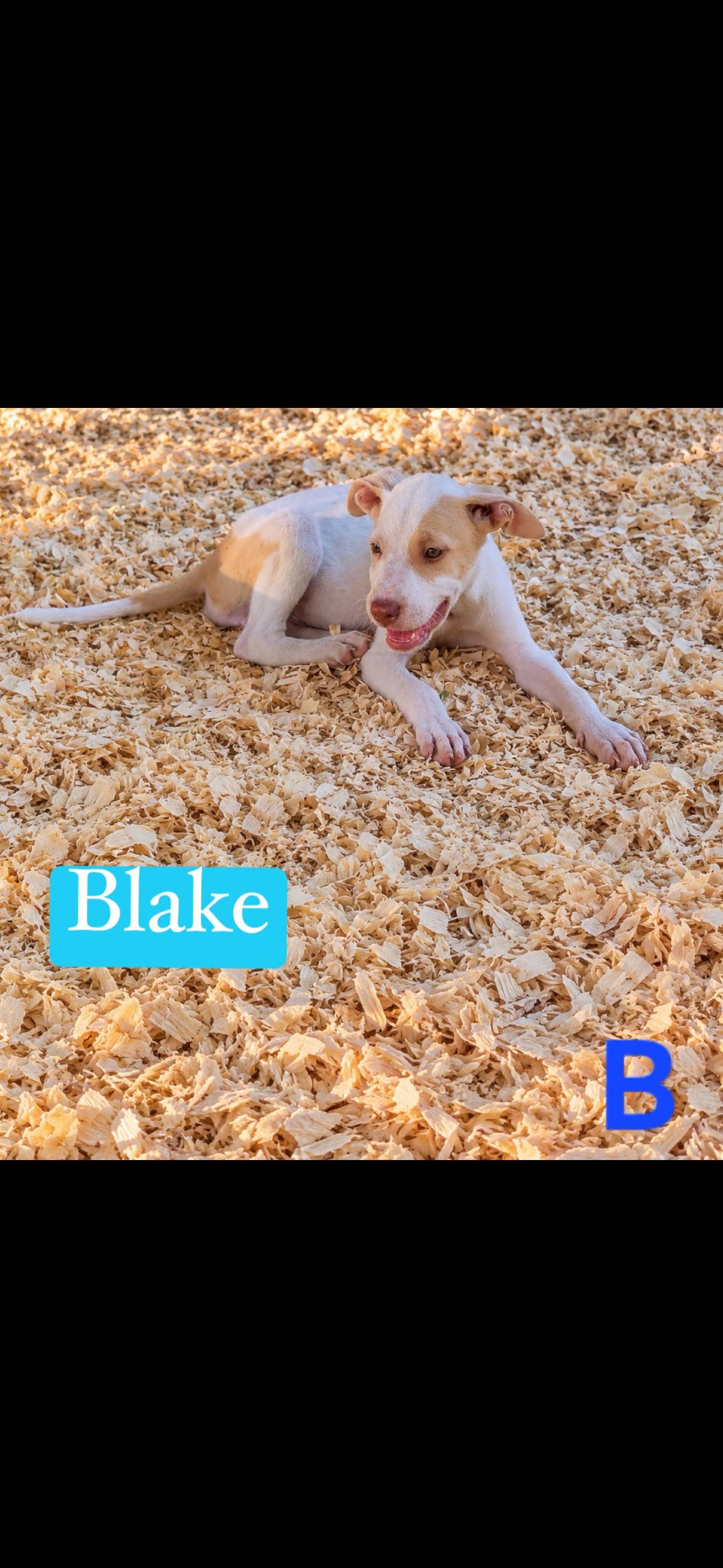 Enlarge Blake, a Adopted mixed breed in seaside heights, NJ image 2/4