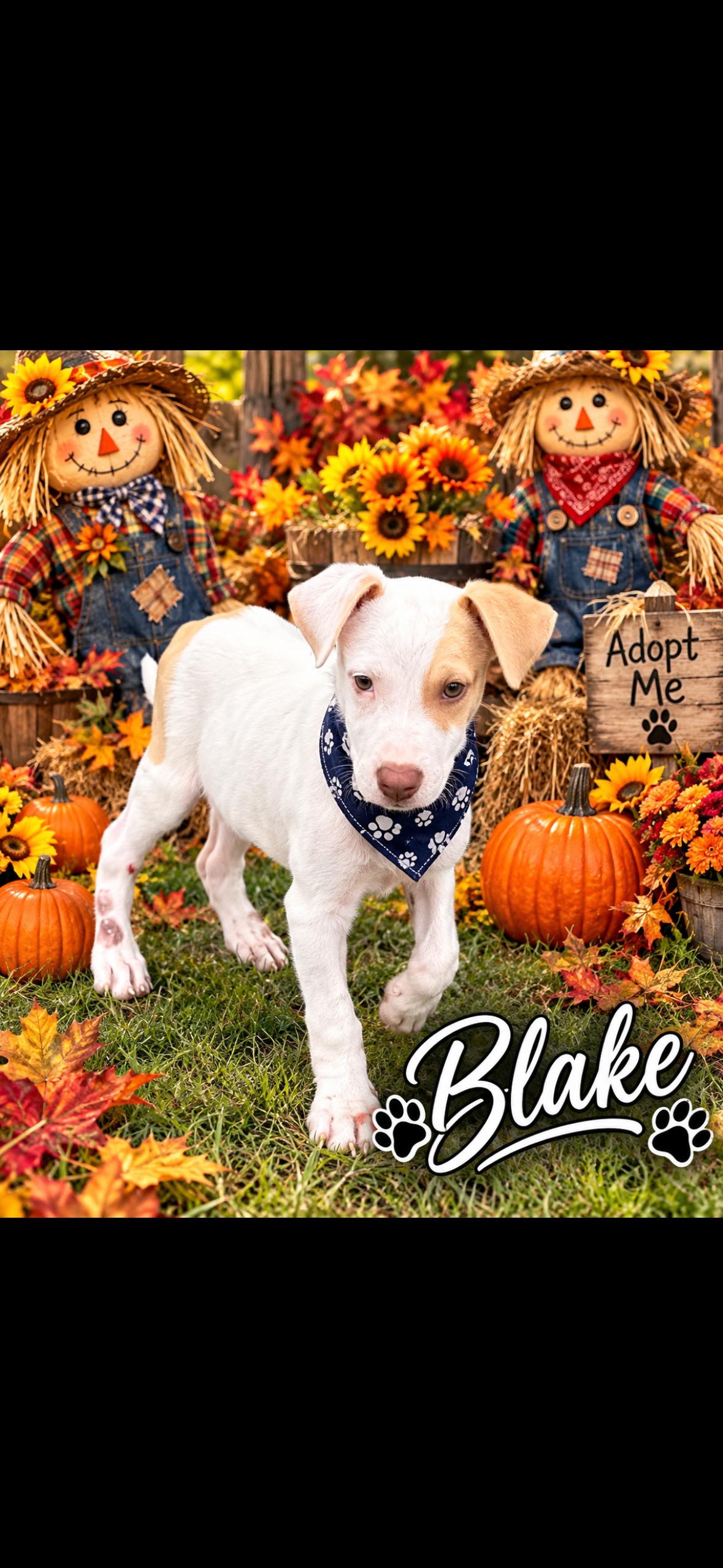 Enlarge Blake, a Adopted mixed breed in seaside heights, NJ image 1/4