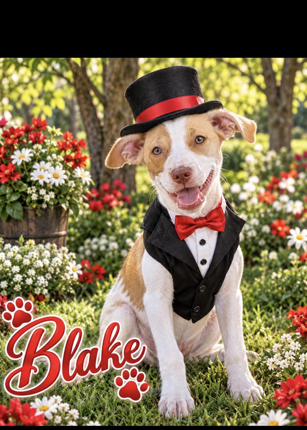 Enlarge Blake, a Adopted mixed breed in seaside heights, NJ image 3/4
