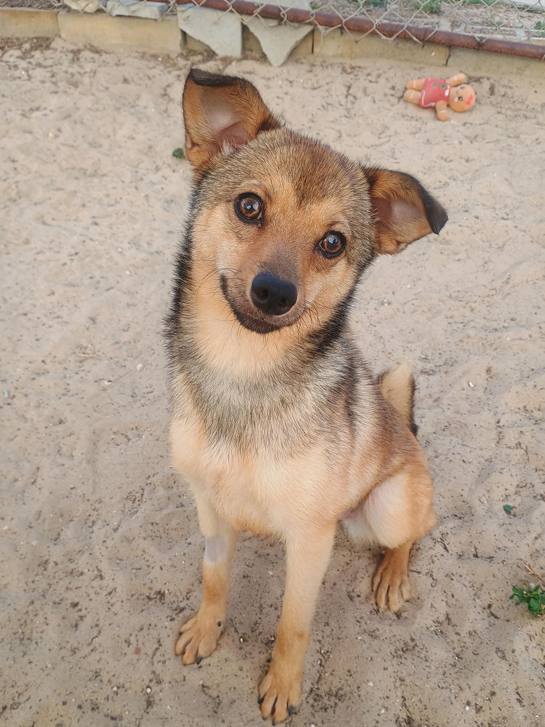 Enlarge Bambi, a ADOPTABLE mixed breed in New Port Richey, FL image 1/3