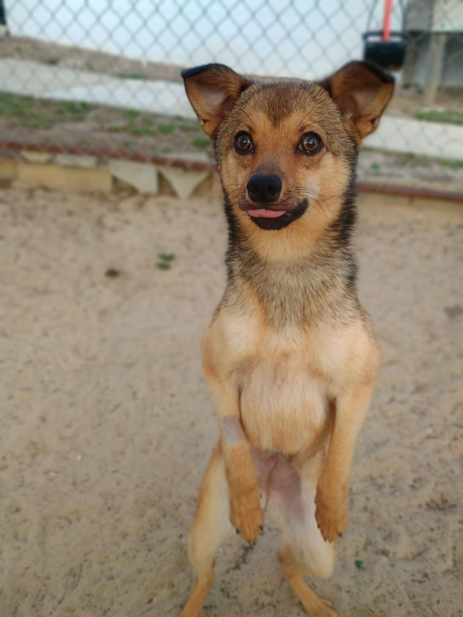 Enlarge Bambi, a ADOPTABLE mixed breed in New Port Richey, FL image 2/3