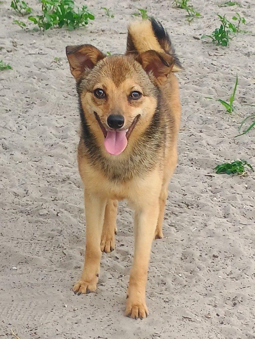 Enlarge Bambi, a ADOPTABLE mixed breed in New Port Richey, FL image 3/3