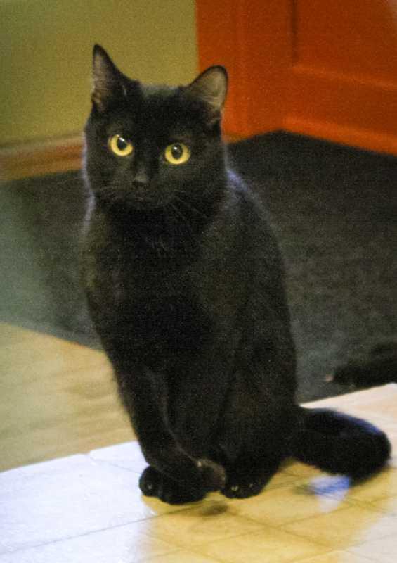 Enlarge Casey, a Adoptable Domestic Short Hair in McPherson, KS image 2/4