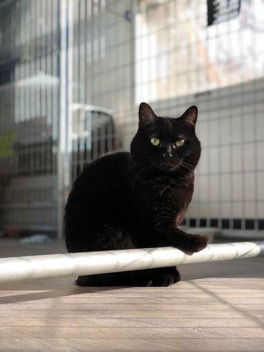 Enlarge Casey, a Adoptable Domestic Short Hair in McPherson, KS image 3/4