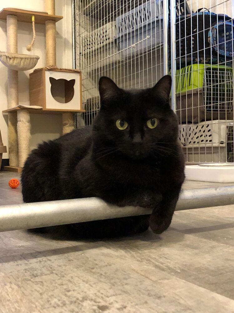 Enlarge Casey, a Adoptable Domestic Short Hair in McPherson, KS image 4/4