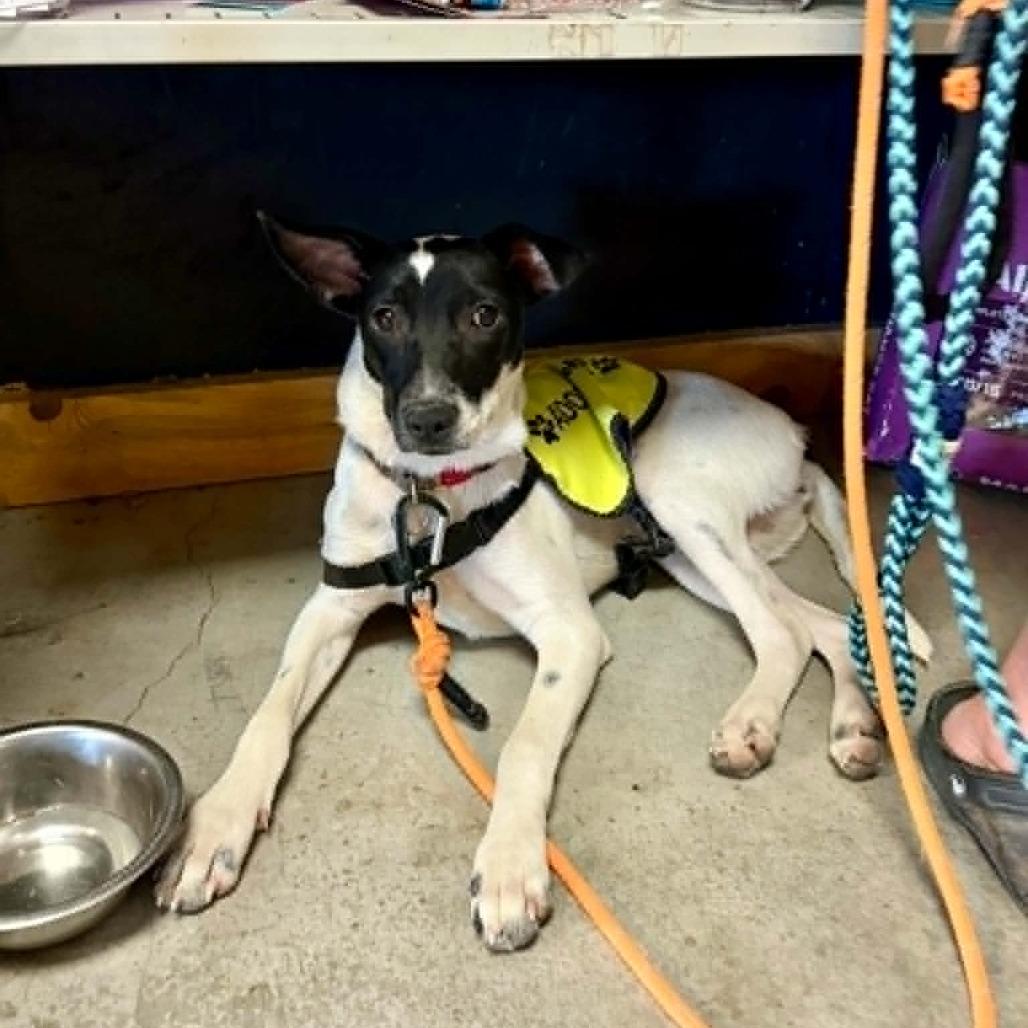 Kim, Adoptable, Young Female Mixed Breed.