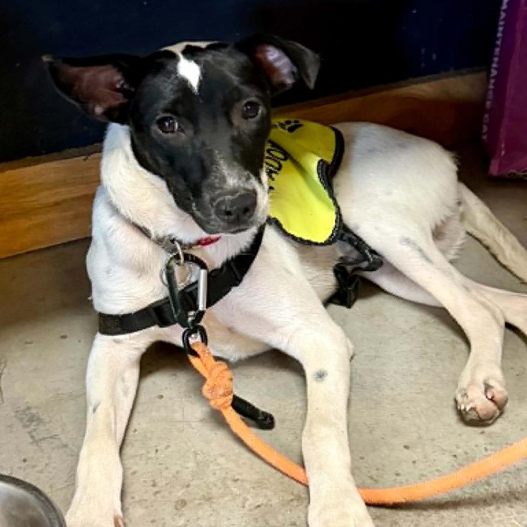 Kim, a Adoptable Mixed Breed in Bend, OR image 3/4