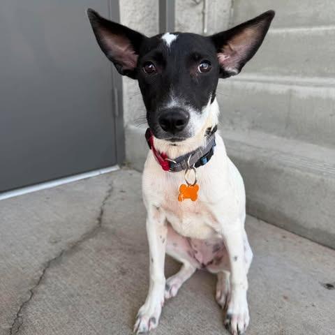 Kim, a Adoptable Mixed Breed in Bend, OR image 4/4