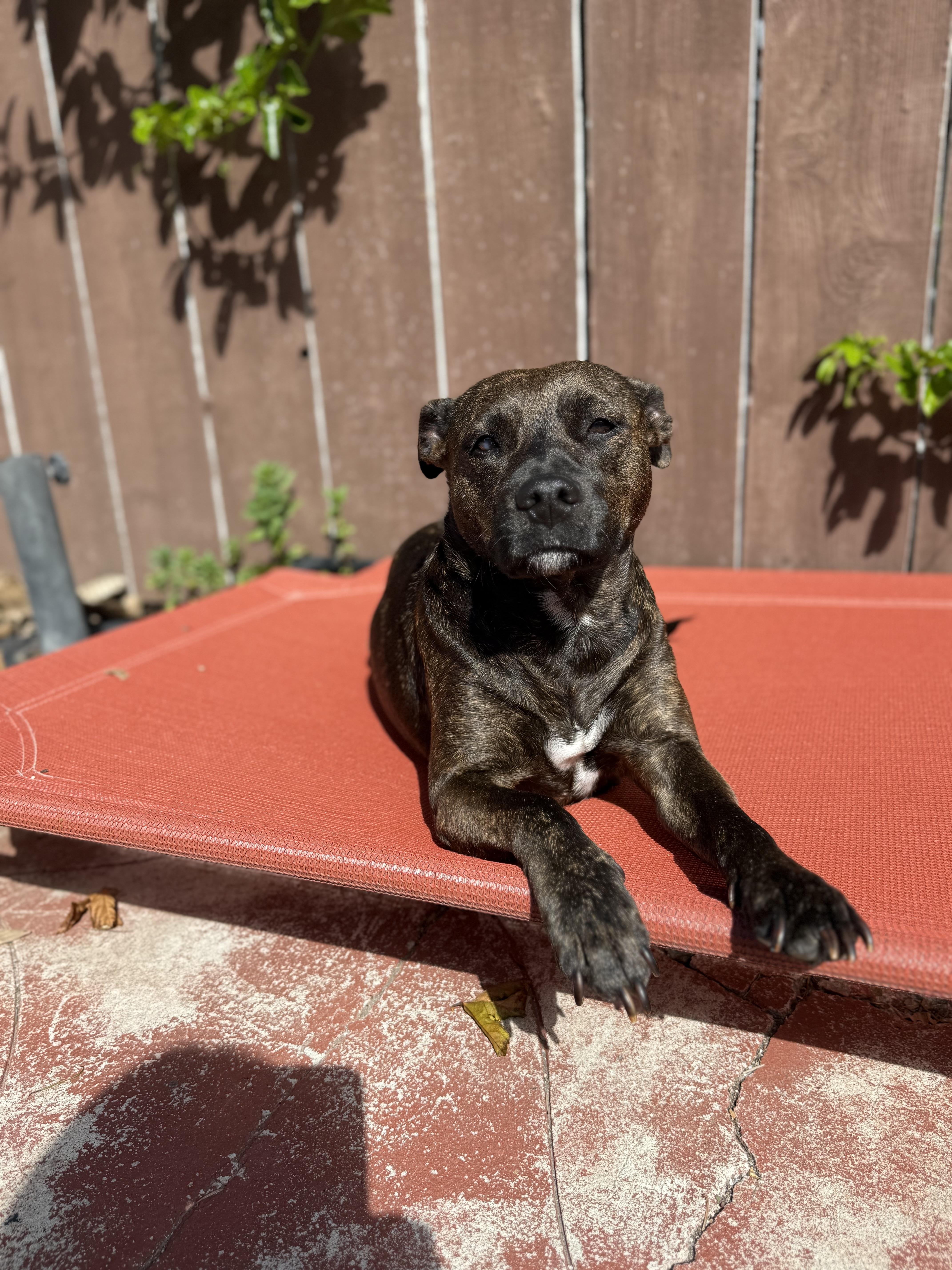 Enlarge Bada , a ADOPTABLE mixed breed in San Diego, CA image 3/6