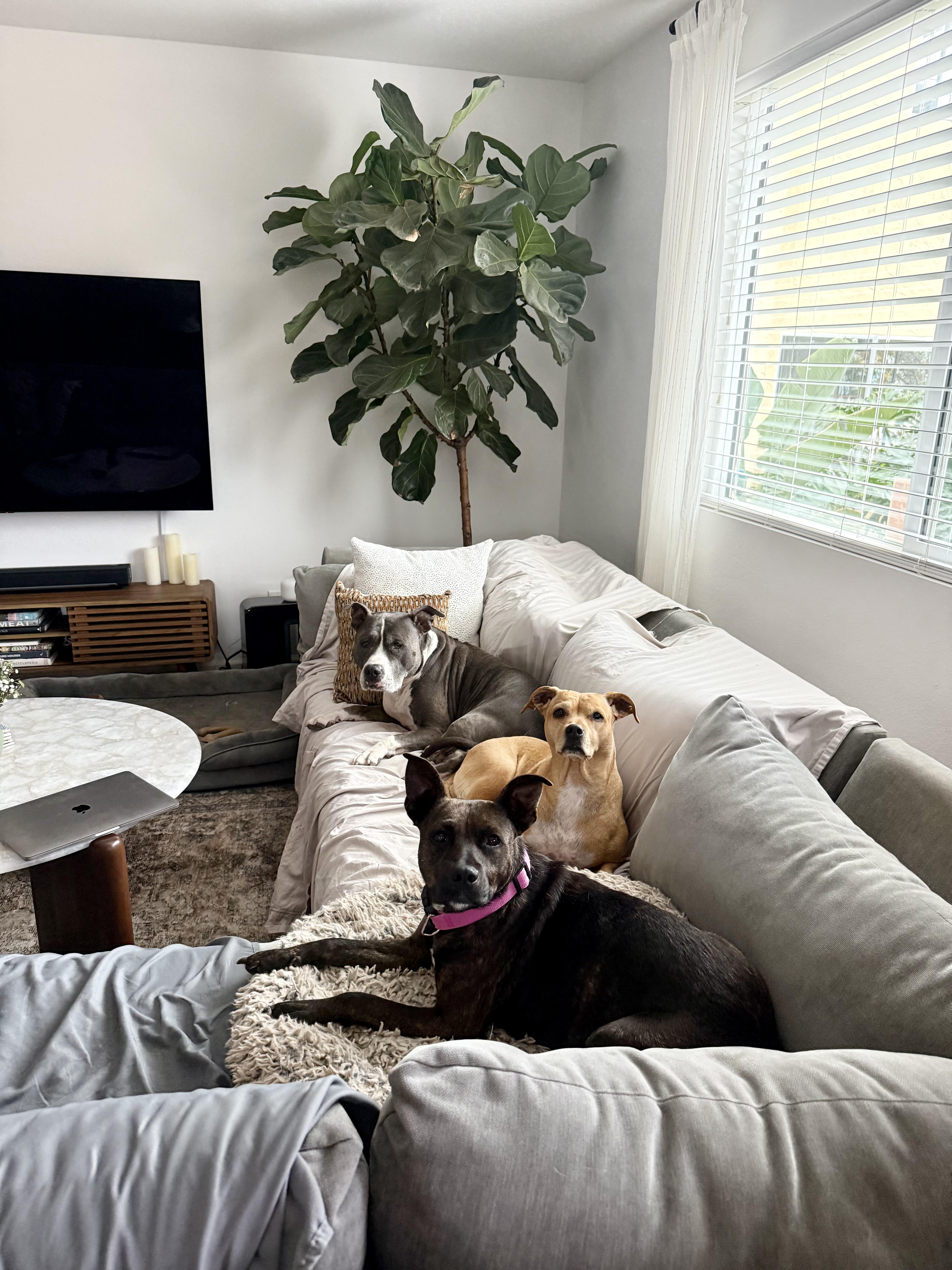 Enlarge Bada , a ADOPTABLE mixed breed in San Diego, CA image 4/6