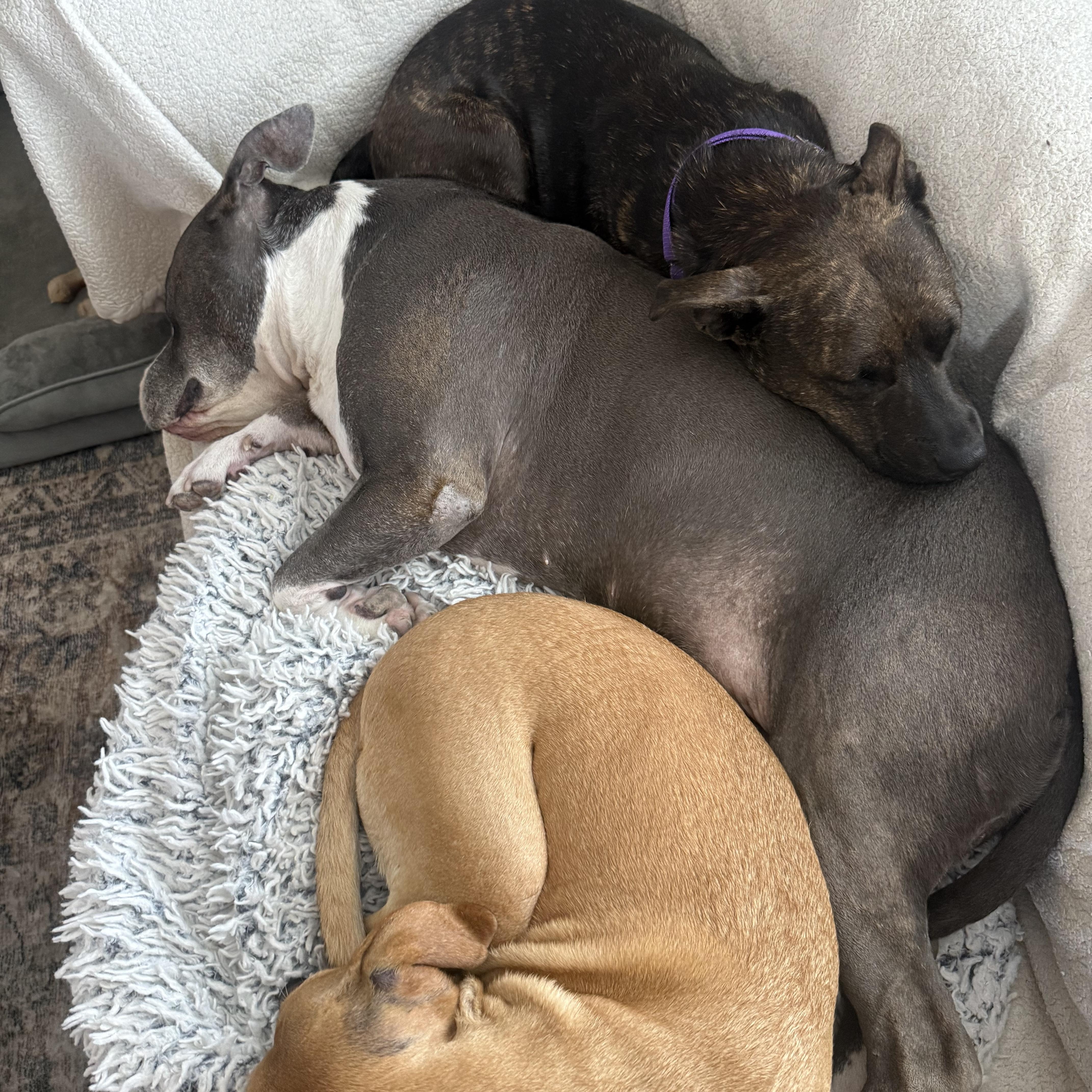 Enlarge Bada , a ADOPTABLE mixed breed in San Diego, CA image 5/6