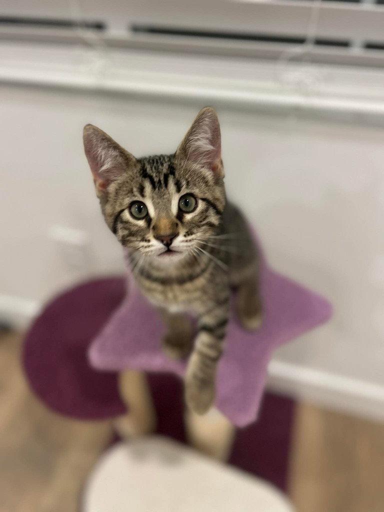 Pepper, Adoptable, Kitten Male Domestic Short Hair.