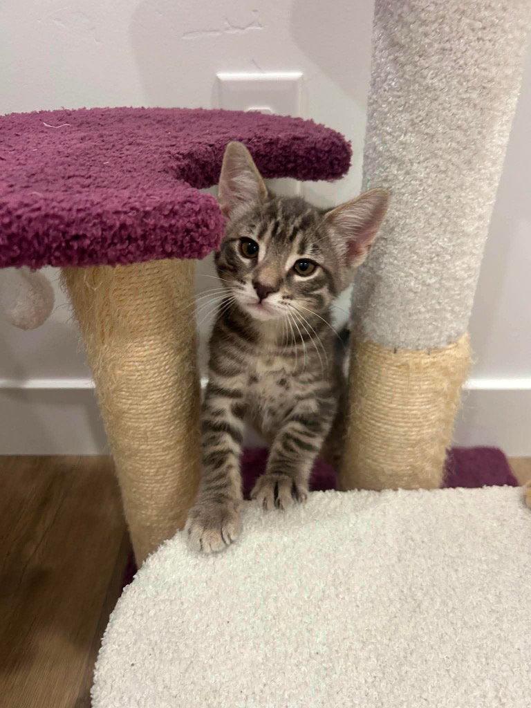 Enlarge Pepper, a Adoptable Domestic Short Hair in Saint George, UT image 2/3