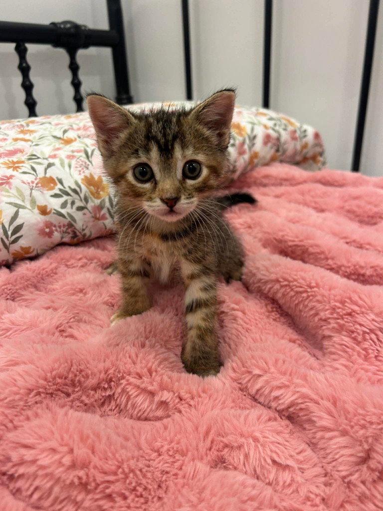 Enlarge Pepper, a Adoptable Domestic Short Hair in Saint George, UT image 3/3