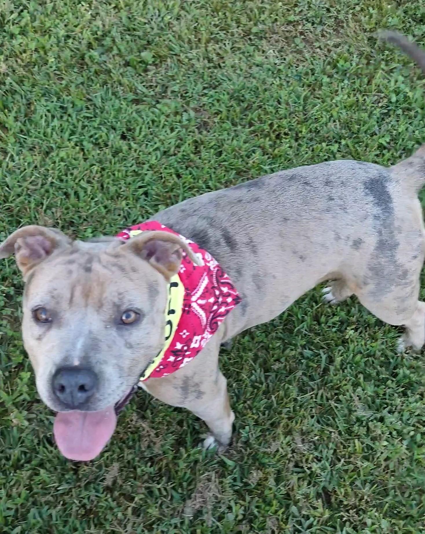 Monica, a Adopted mixed breed in Clay City, KY image 2/6