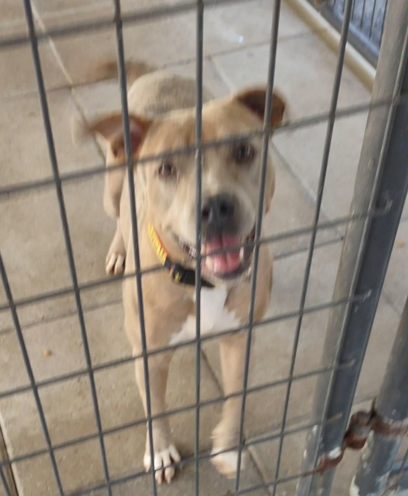 Monica, Adopted, Adult Female Pit Bull Terrier.