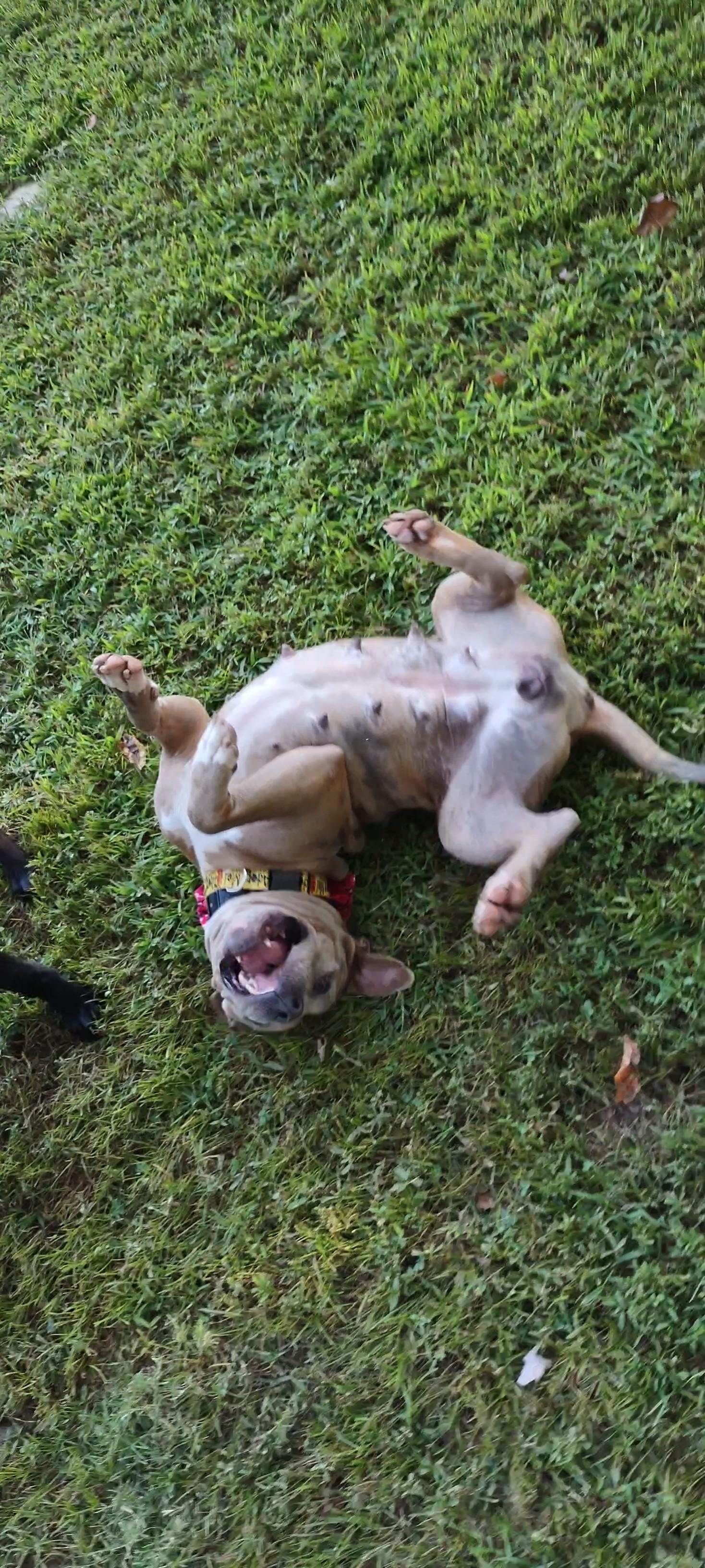 Monica, a Adopted mixed breed in Clay City, KY image 6/6