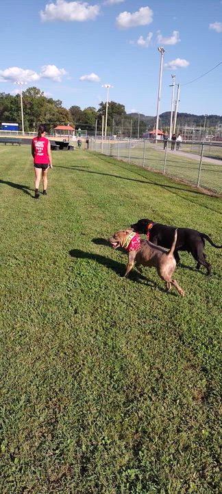 Enlarge Monica, a Adopted mixed breed in Clay City, KY video 4/6