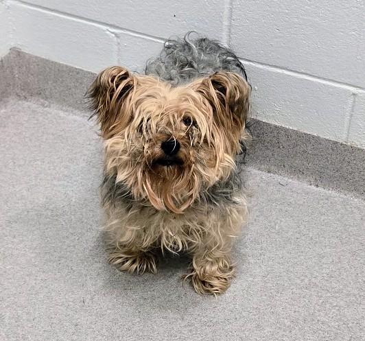 26-372 Loyal, adopted, Adult Male Yorkshire Terrier.