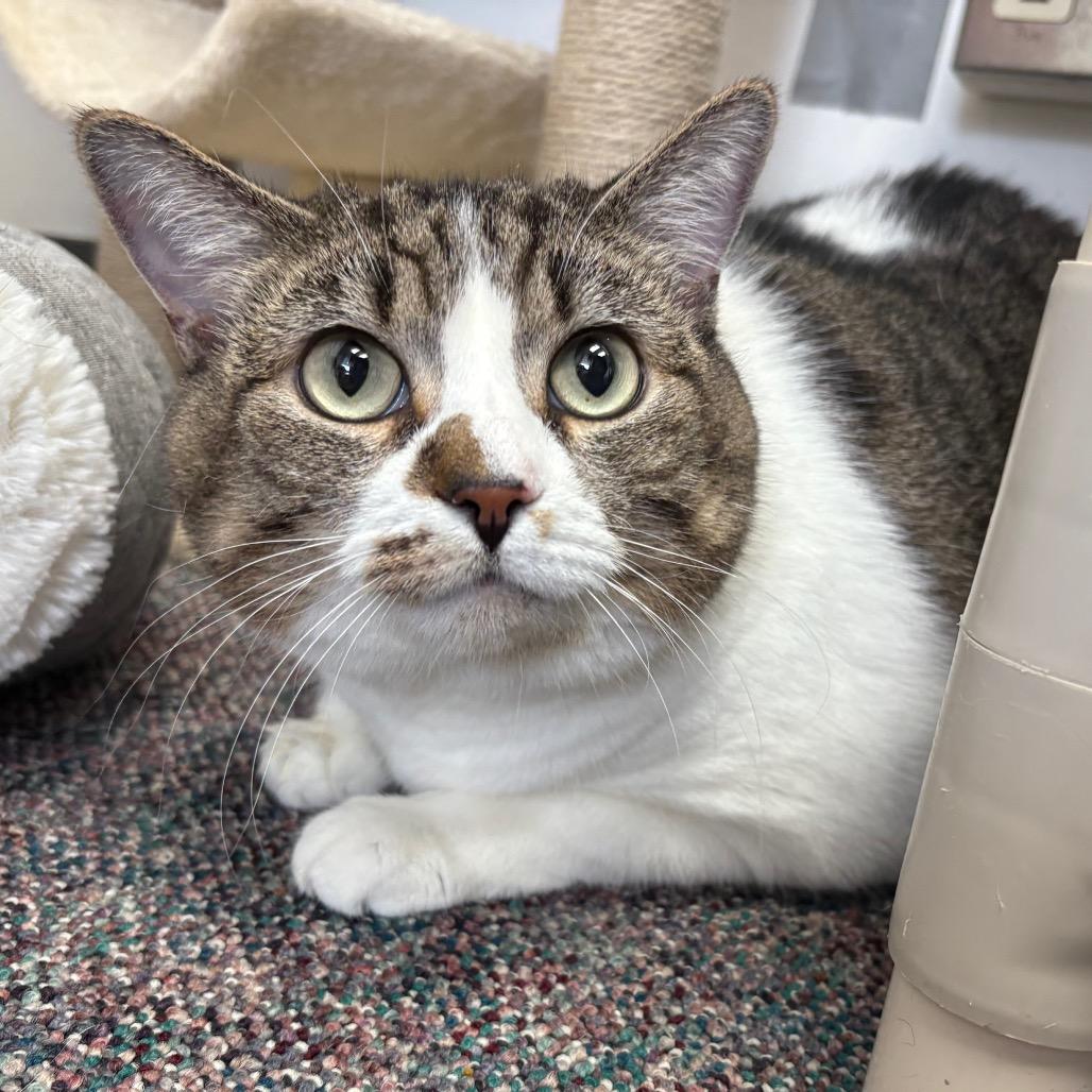 Enlarge Felecia, a Adoptable Domestic Short Hair in Hamburg, NY image 1/1