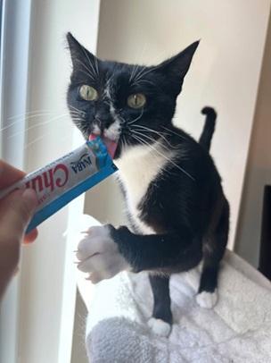 Ruby, Adoptable, Adult Female Domestic Short Hair & Tuxedo.
