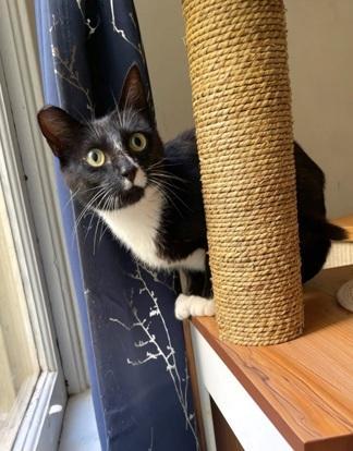 Ruby, a Adoptable mixed breed in San Francisco, CA image 5/6