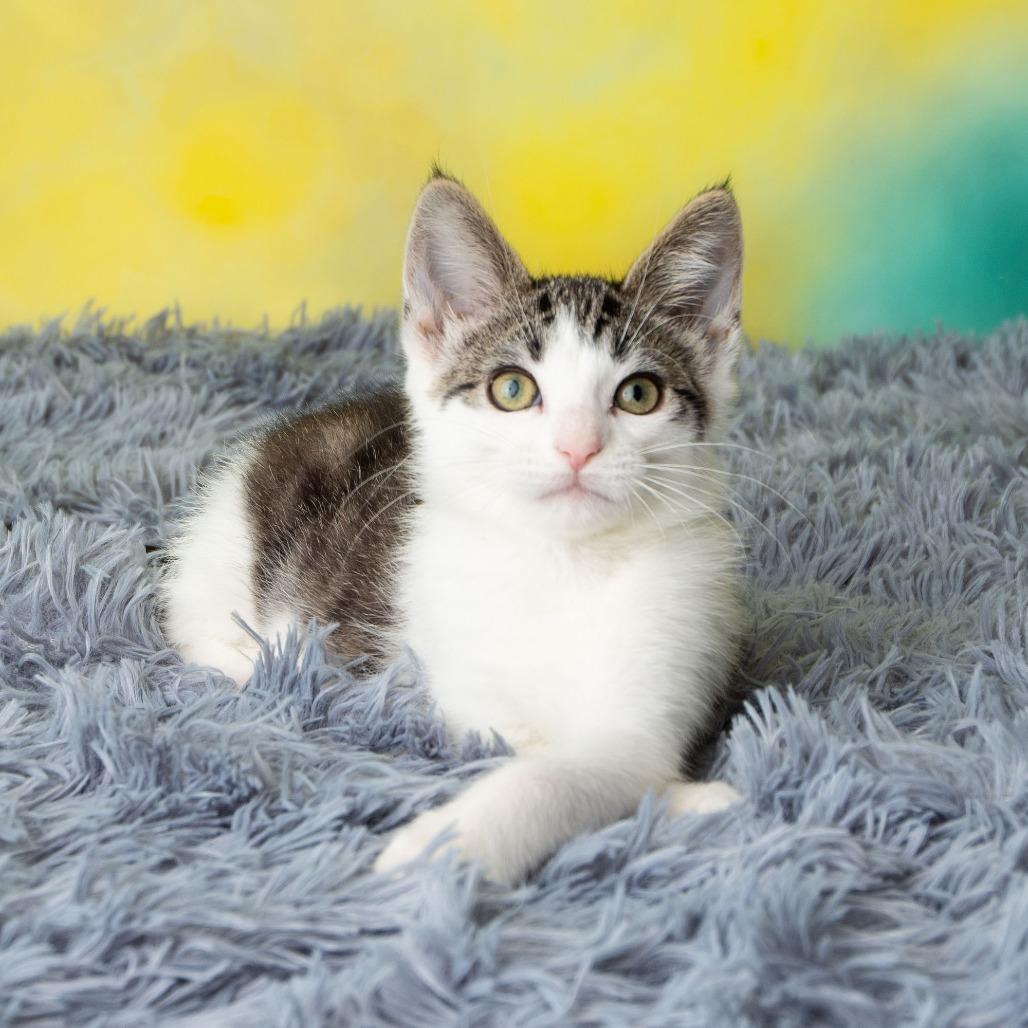 Enlarge Tailz, a Adoptable Domestic Short Hair in St. Paul, MN image 1/6