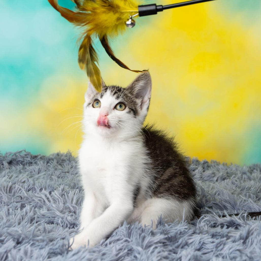 Enlarge Tailz, a Adoptable Domestic Short Hair in St. Paul, MN image 2/6