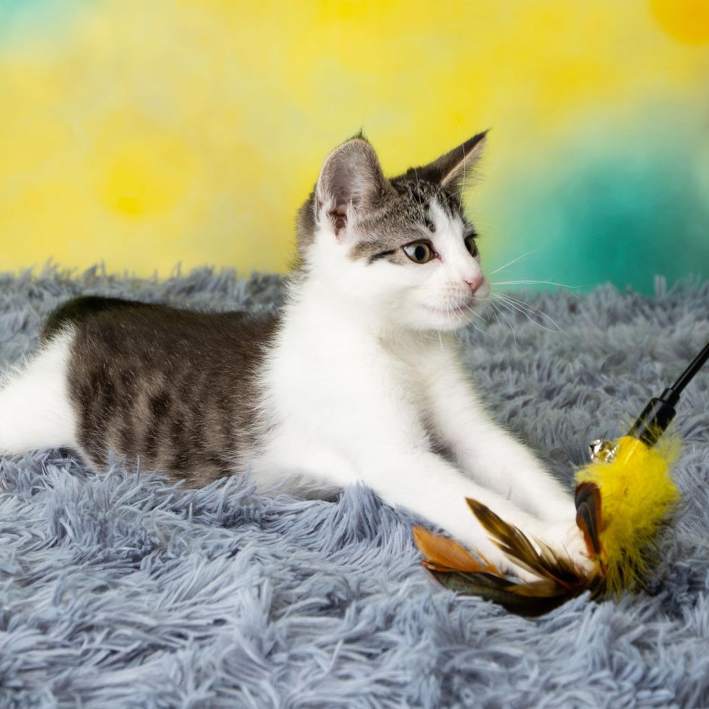 Enlarge Tailz, a Adoptable Domestic Short Hair in St. Paul, MN image 3/6