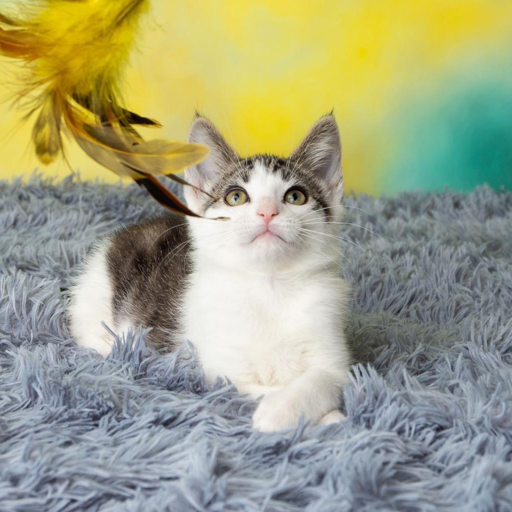 Enlarge Tailz, a Adoptable Domestic Short Hair in St. Paul, MN image 4/6