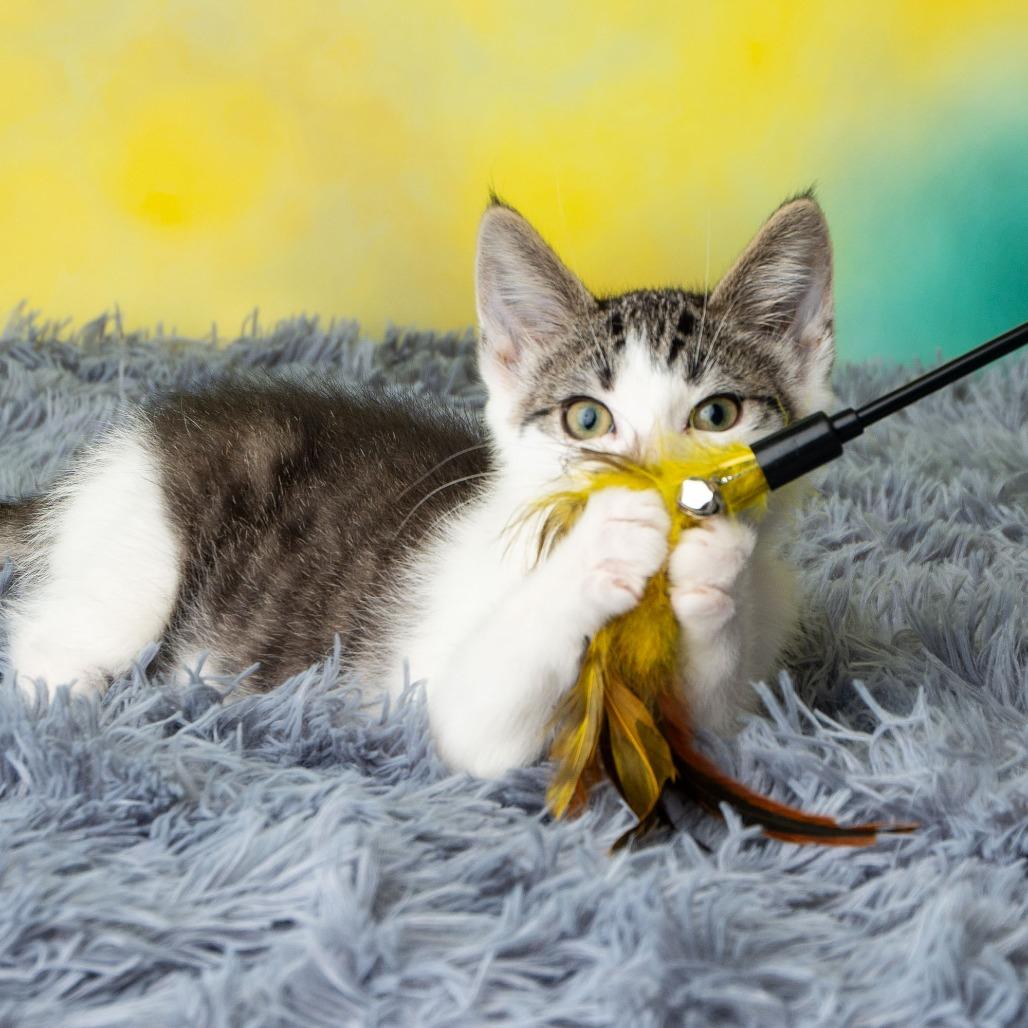 Enlarge Tailz, a Adoptable Domestic Short Hair in St. Paul, MN image 5/6