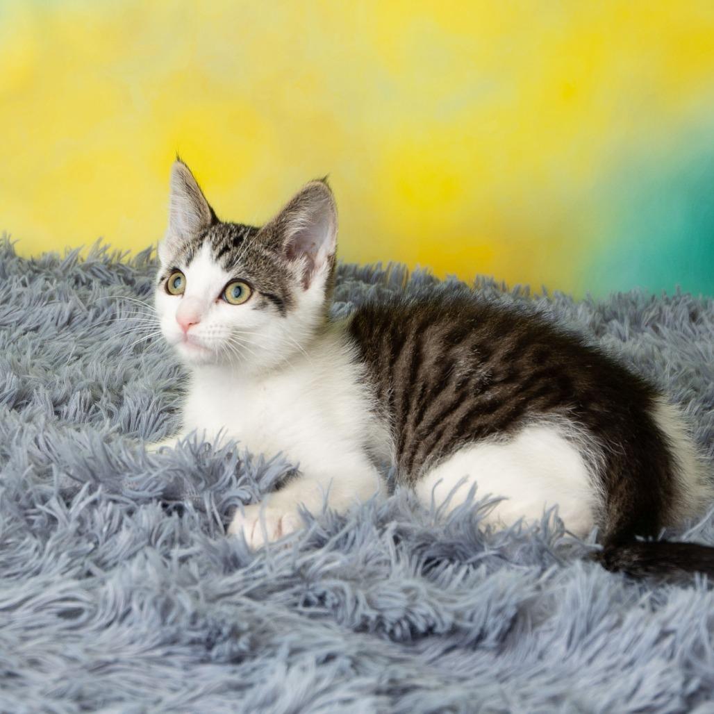 Enlarge Tailz, a Adoptable Domestic Short Hair in St. Paul, MN image 6/6