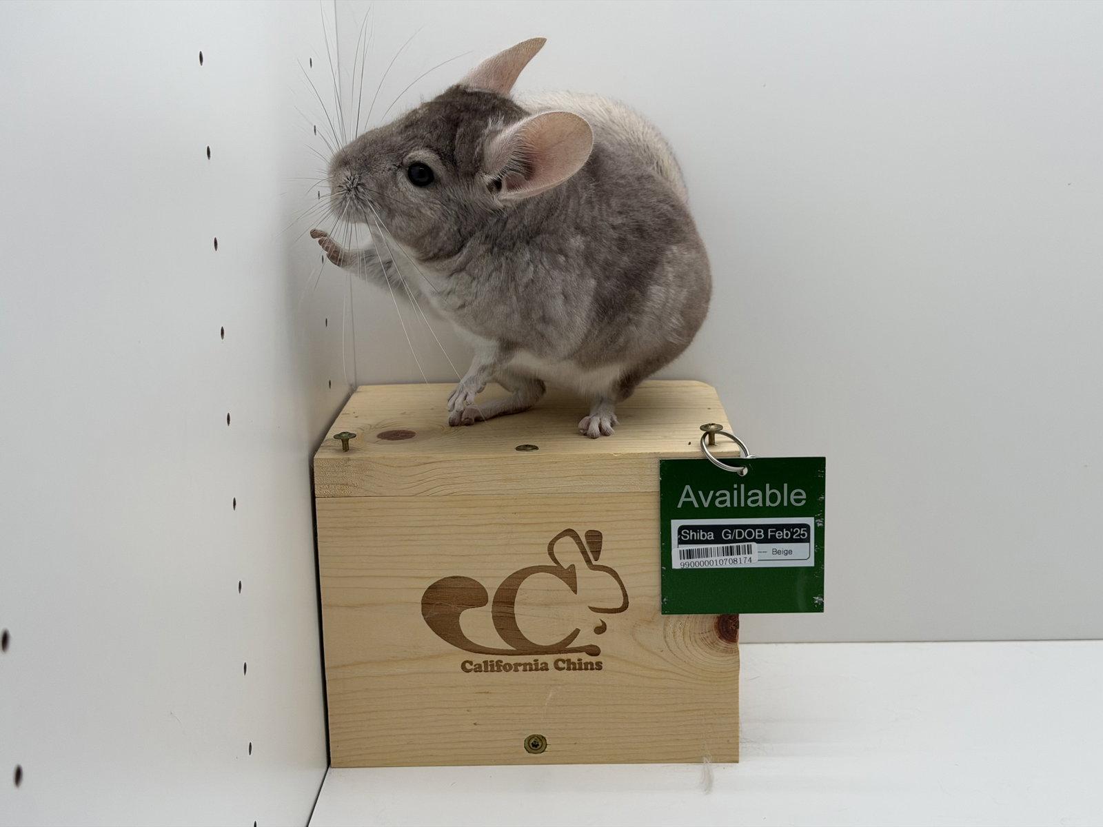 Shiba, Adopted, Young Female Chinchilla.