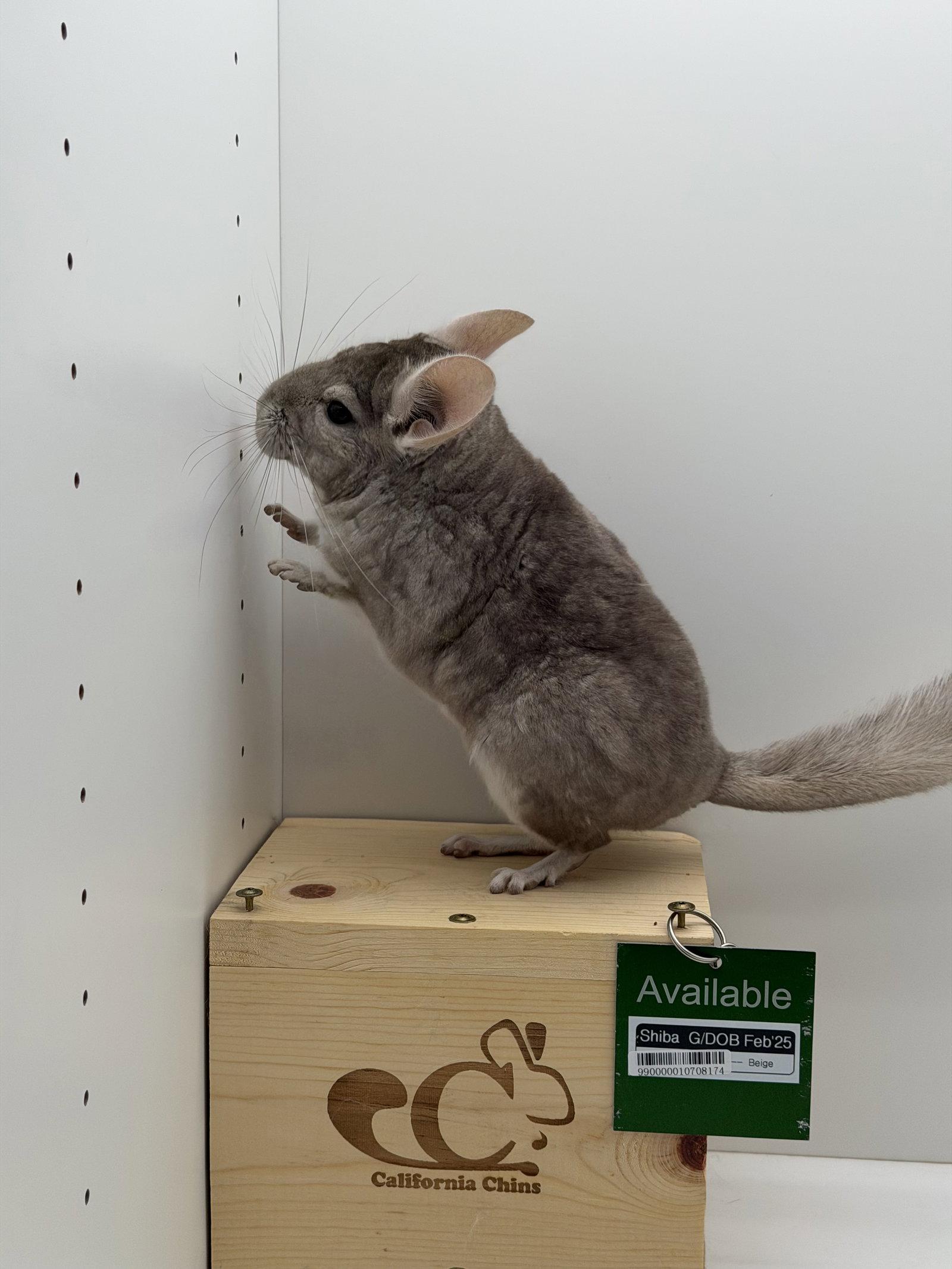 Shiba, a Adopted Chinchilla in Sunnyvale, CA image 2/3