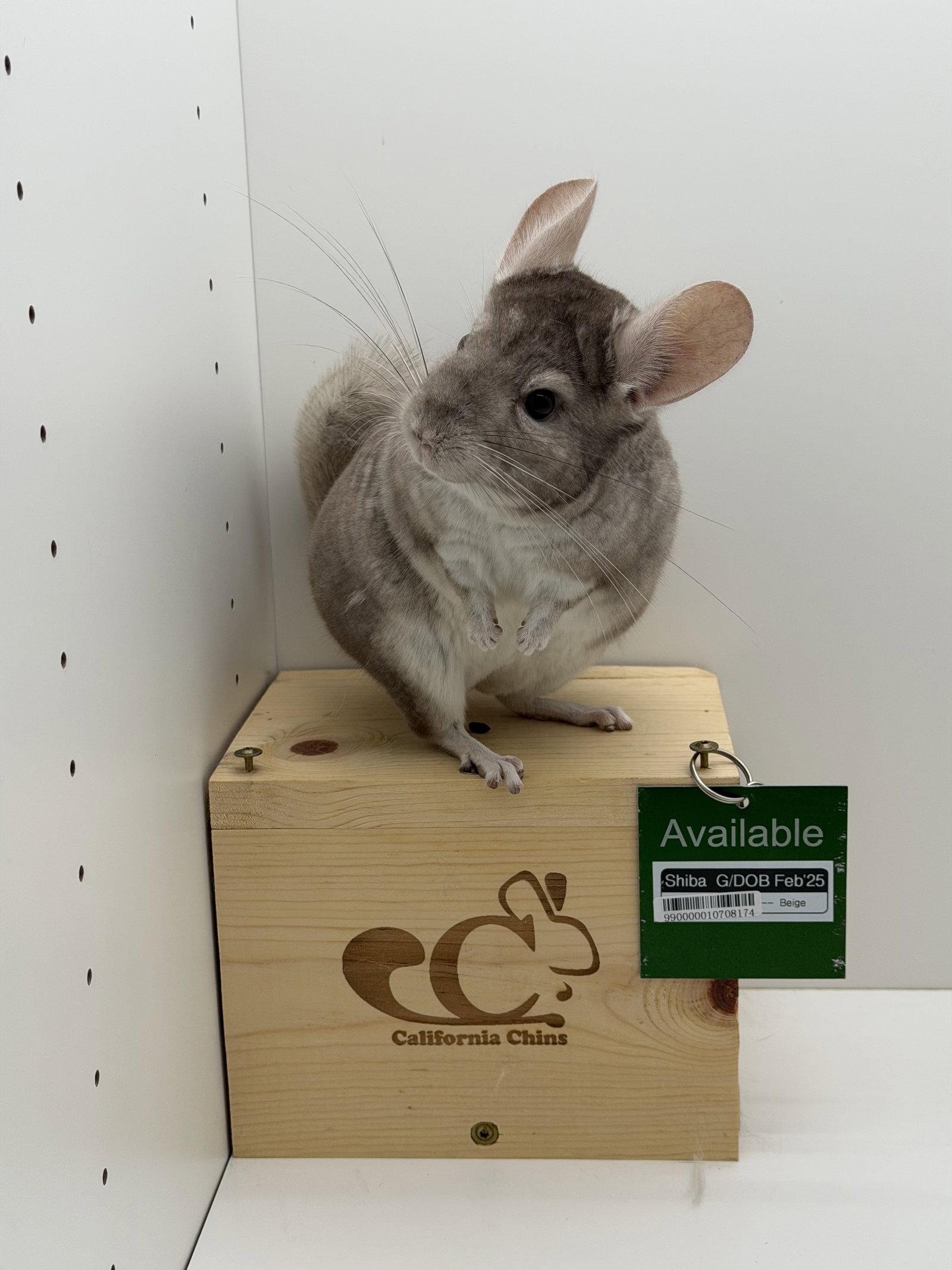 Shiba, a Adopted Chinchilla in Sunnyvale, CA image 3/3