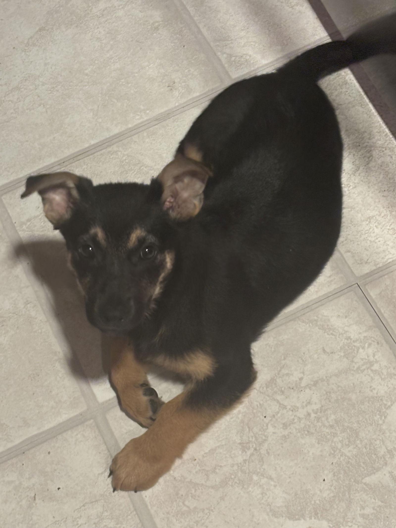 Bronx, Adoptable, Puppy Female Corgi & German Shepherd Dog.