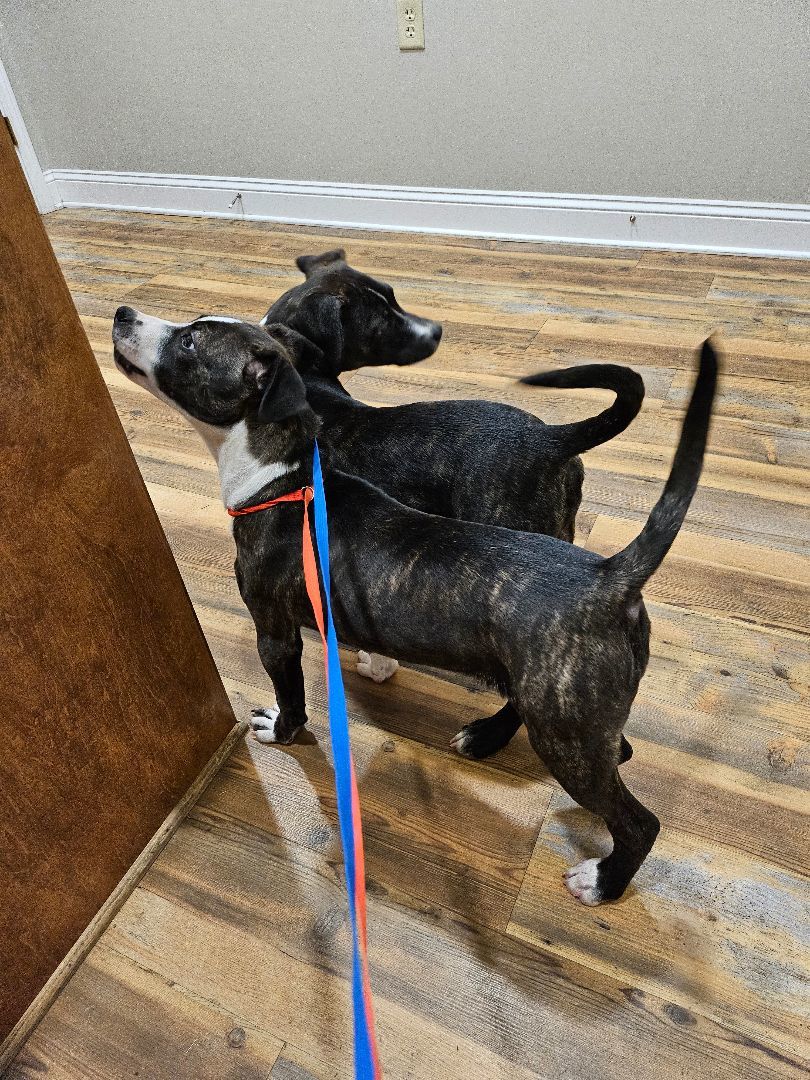 Magpie, a Adoptable mixed breed in St. George, SC image 1/5