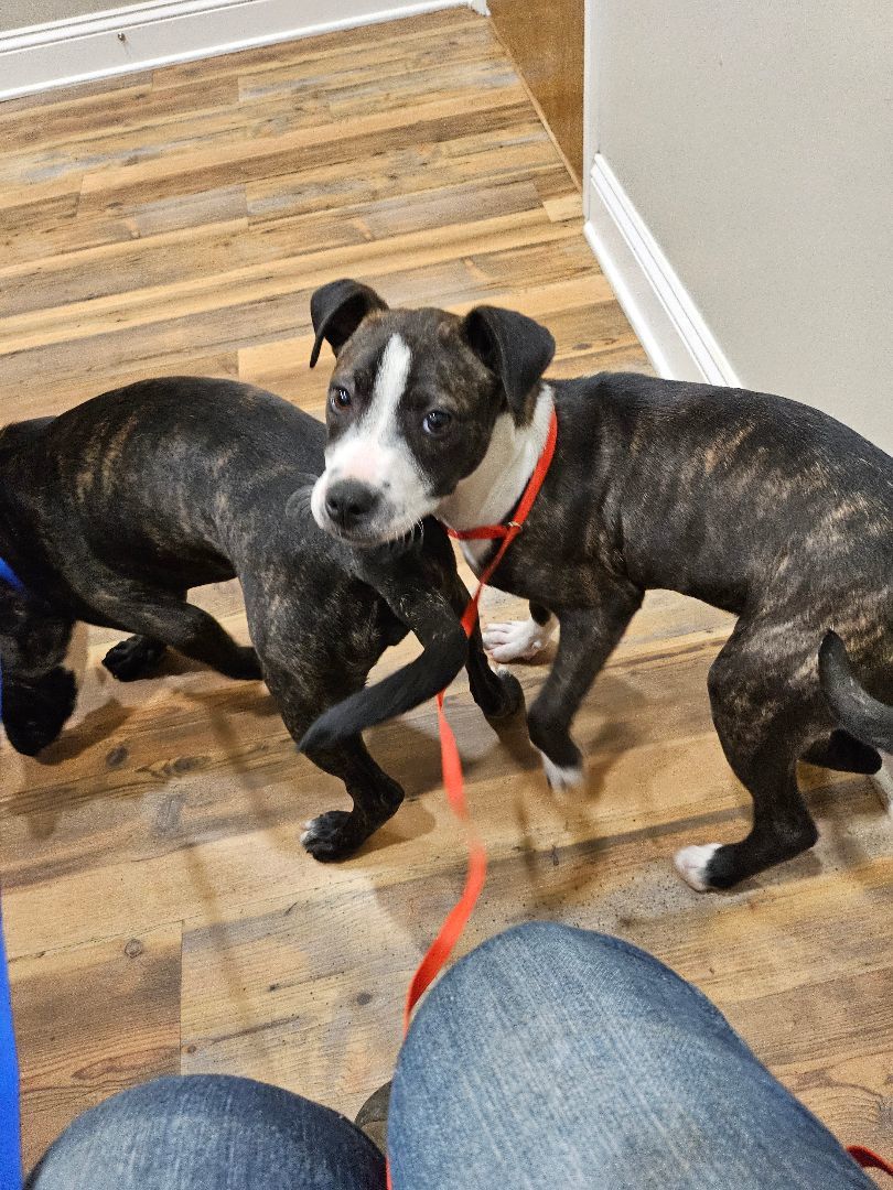 Magpie, a Adoptable mixed breed in St. George, SC image 2/5