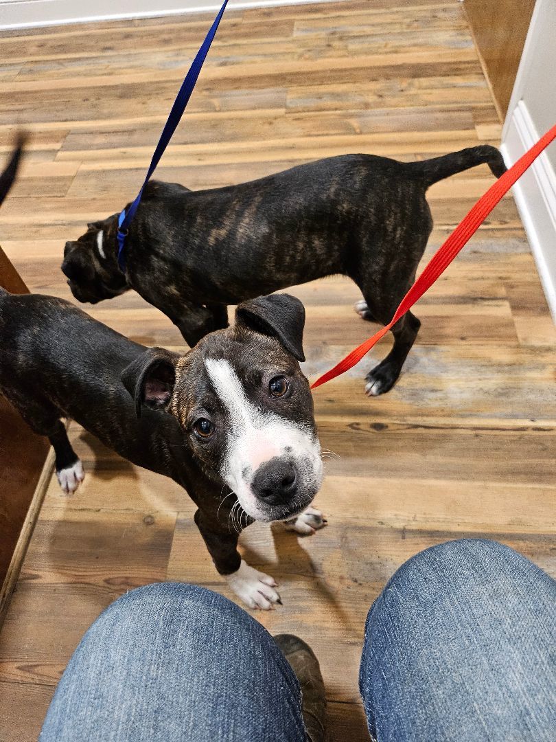 Magpie, a Adoptable mixed breed in St. George, SC image 3/5