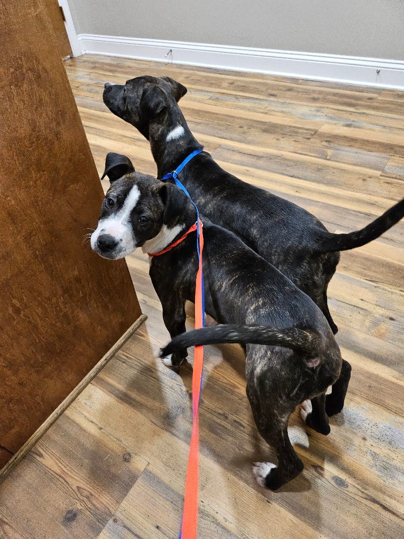 Magpie, a Adoptable mixed breed in St. George, SC image 5/5