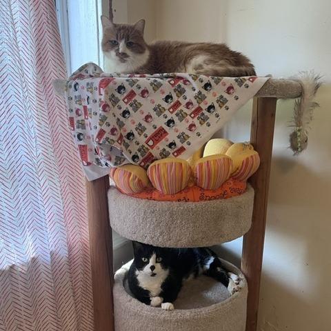 Enlarge Absinthe, a Adoptable Domestic Medium Hair in St. Louis, MO image 1/4