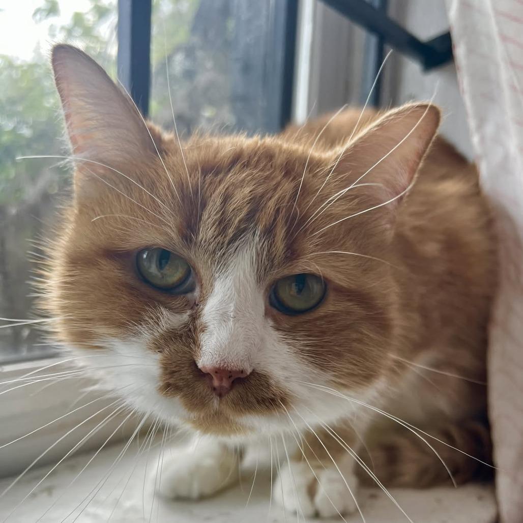 Enlarge Absinthe, a Adoptable Domestic Medium Hair in St. Louis, MO image 2/4