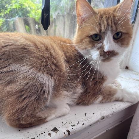 Enlarge Absinthe, a Adoptable Domestic Medium Hair in St. Louis, MO image 3/4
