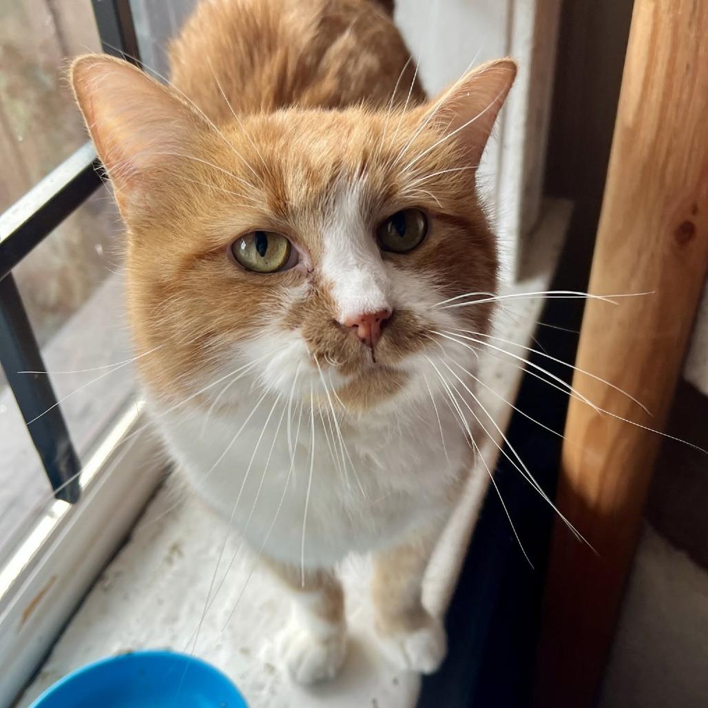Enlarge Absinthe, a Adoptable Domestic Medium Hair in St. Louis, MO image 4/4