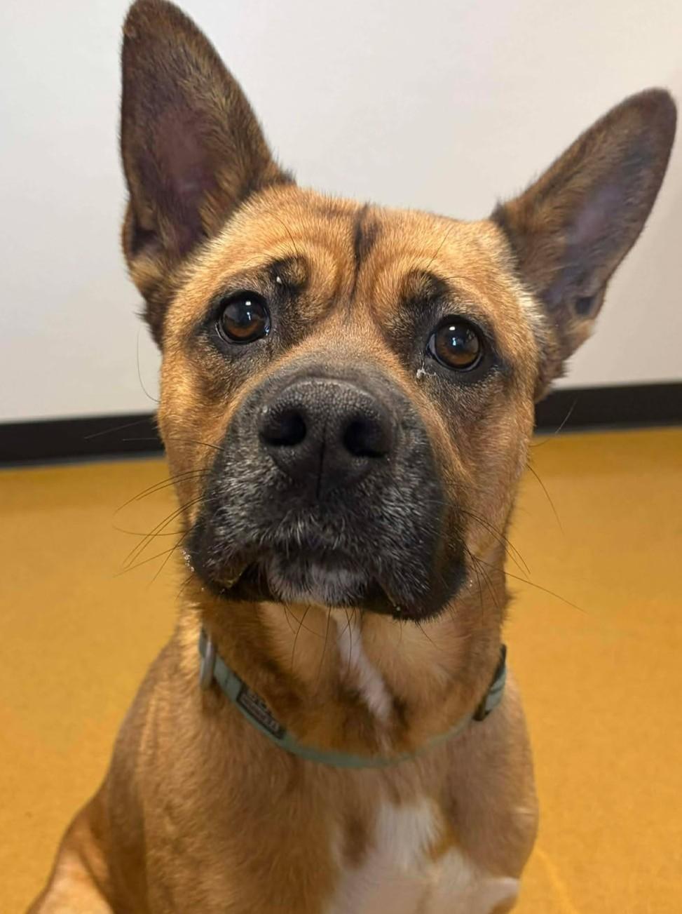 Belly, a ADOPTABLE mixed breed in Maryville, MO image 3/4